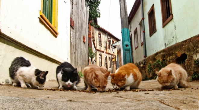 "Street cats (1)" by Rodrigo Basaure from Santiago, Chile - Flickr. Licensed under CC BY 2.0 via Wikimedia Commons - https://commons.wikimedia.org/wiki/File:Street_cats_(1).jpg#/media/File:Street_cats_(1).jpg